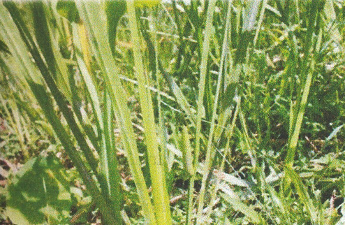 Read more about the article OBAT HERBAL JERANGAN LAUT